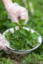 Harvesting nettles in the meadow, herbal tea