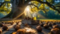Golden Hour Chestnuts and Oil: Autumn Harvest under Ancient Tree Royalty Free Stock Photo