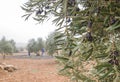 Harvesting olive trees in Castilla-La Mancha, Spain Royalty Free Stock Photo