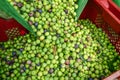 Harvesting olives in Spain Royalty Free Stock Photo