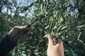 Harvesting olives in Spain