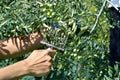 Harvesting olives in Spain Royalty Free Stock Photo