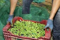 Harvesting olives in Spain Royalty Free Stock Photo