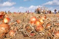 Harvesting onion on field
