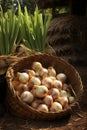 Harvesting onions in a basket, close-up.Generative AI