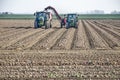 Harvesting onions in a Dutch polder
