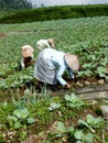 Harvesting onions