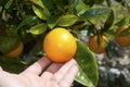 Harvesting orange