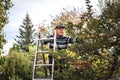 Happy senior farmer picking apple fruit from ladder in garden. Royalty Free Stock Photo