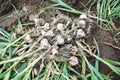 Harvesting organic garlic plantation in the Royalty Free Stock Photo