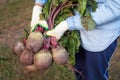 Harvesting organic vegetables. Autumn harvest of fresh raw beetroot in farmer hands in garden Royalty Free Stock Photo