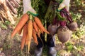 Harvesting organic vegetables. Autumn harvest of fresh raw beetroot and carrot in farmer hands Royalty Free Stock Photo