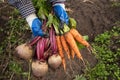 Harvesting organic vegetables. Harvest of fresh raw beetroot and carrot in farmer hands in garden Royalty Free Stock Photo