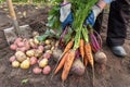 Harvesting organic vegetables. Autumn harvest of fresh raw beetroot and carrot in farmer hands in garden Royalty Free Stock Photo