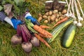 Harvesting organic vegetables. Autumn harvest of fresh raw beetroot and carrot in farmer hands in garden Royalty Free Stock Photo