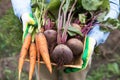 Harvesting organic vegetables. Autumn harvest of fresh raw beetroot and carrot in farmer hands in garden close up Royalty Free Stock Photo