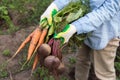 Harvesting organic vegetables. Autumn harvest of fresh raw beetroot and carrot in farmer hands in garden Royalty Free Stock Photo