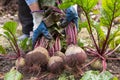 Harvesting organic vegetables. Autumn harvest of fresh raw beetroot in farmer hands in garden Royalty Free Stock Photo