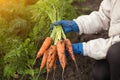 Harvesting organic vegetables. Bunch of dirty carrots harvest in farmer hands in garden