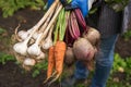 Harvesting organic vegetables. Autumn harvest of fresh raw beetroot, carrot and garlic in farmer hands in garden Royalty Free Stock Photo