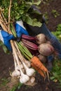 Harvesting organic vegetables. Harvest of fresh raw beetroot, carrot and garlic in farmer hands in garden Royalty Free Stock Photo