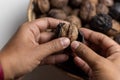 Harvesting organic walnuts. POV non-binary latin hands