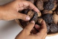 Harvesting organic walnuts. closeup hands