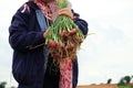 Harvesting organically green shallots.