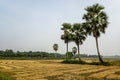 After Harvesting paddy, on the big landscape view