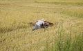 Harvesting paddy rice Royalty Free Stock Photo