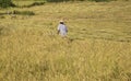 Harvesting paddy rice Royalty Free Stock Photo