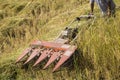Harvesting paddy rice Royalty Free Stock Photo