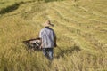 Harvesting paddy rice Royalty Free Stock Photo