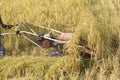 Harvesting paddy rice Royalty Free Stock Photo