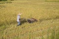 Harvesting paddy rice Royalty Free Stock Photo