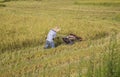 Harvesting paddy rice Royalty Free Stock Photo