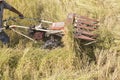 Harvesting paddy rice Royalty Free Stock Photo