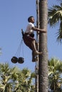 Harvesting palm fruit - Myanmar