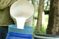 Harvesting of para rubber latex Royalty Free Stock Photo