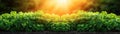 Harvesting Parsley A Guide to Seasonal Timing for Peak Freshness and Optimal Flavor Learn the best practices for parsley peak