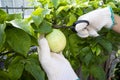 Harvesting passion fruit with scissor. Woman cutting fresh passion fruit in the garden