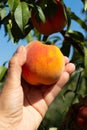 Harvesting peaches. Female hand touching fresh ripe peach on branch of peach tree in orchard. Royalty Free Stock Photo