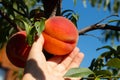 Harvesting peaches. Female hand touching fresh ripe peach on branch of peach tree in orchard. Royalty Free Stock Photo