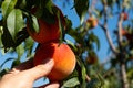 Harvesting peaches. Female hand touching fresh ripe peach on branch of peach tree in orchard. Royalty Free Stock Photo