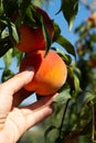 Harvesting peaches. Female hand touching fresh ripe peach on branch of peach tree in orchard. Royalty Free Stock Photo
