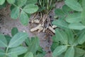 Harvesting peanut plant on sandy soil background