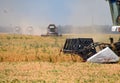 Harvesting peas with a combine harvester. Harvesting peas from the fields.