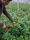 Harvesting Peony flowers