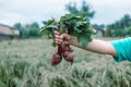 Harvesting. Person holding a bunch of beetroot eco fresh red organic beetroot at garden. Fresh organic vegetables Royalty Free Stock Photo