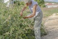 Harvesting Pigeon Peas Royalty Free Stock Photo